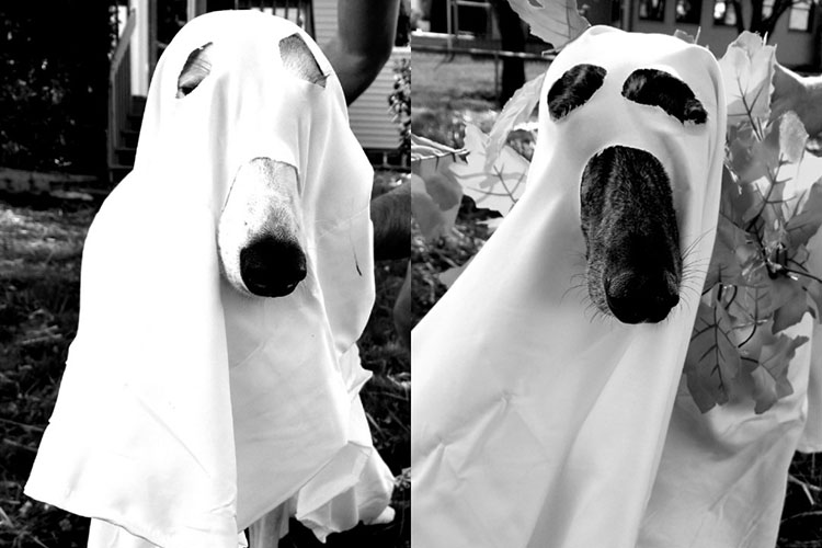 Adam Campbell - ghost dogs