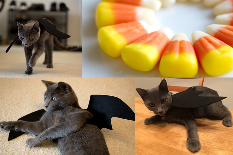 Amber Poth - cat and candy corn