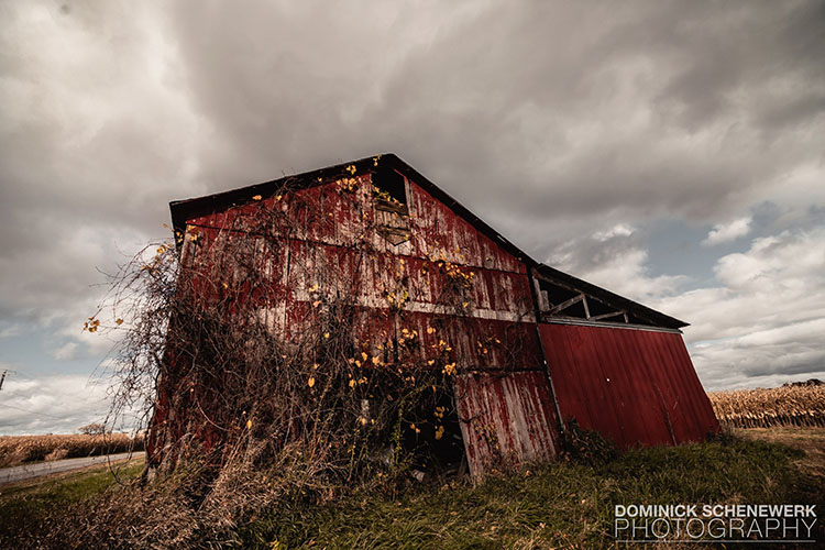 Dominick Schenewerk - barn