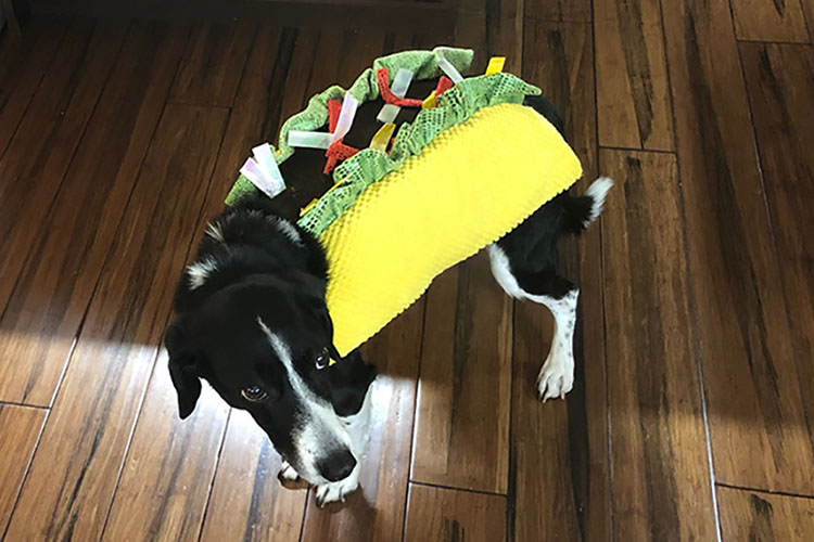 Tim Donze - taco dog