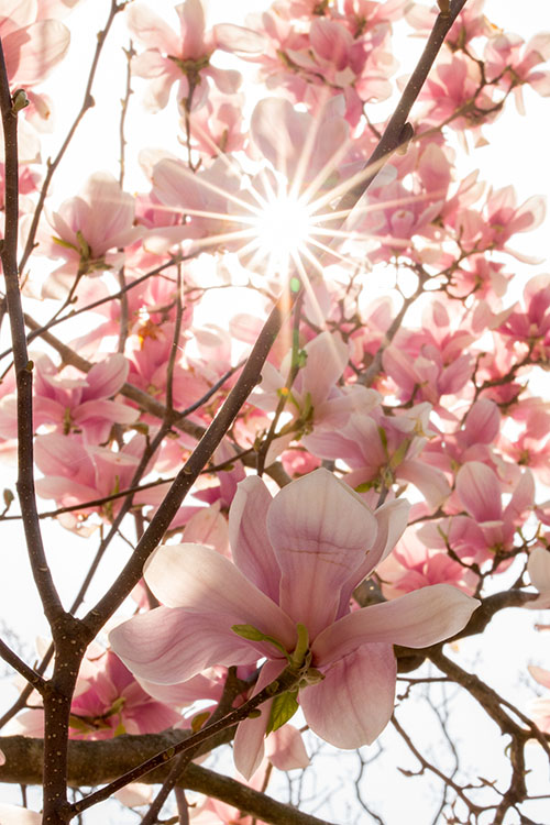 Spring photo winner