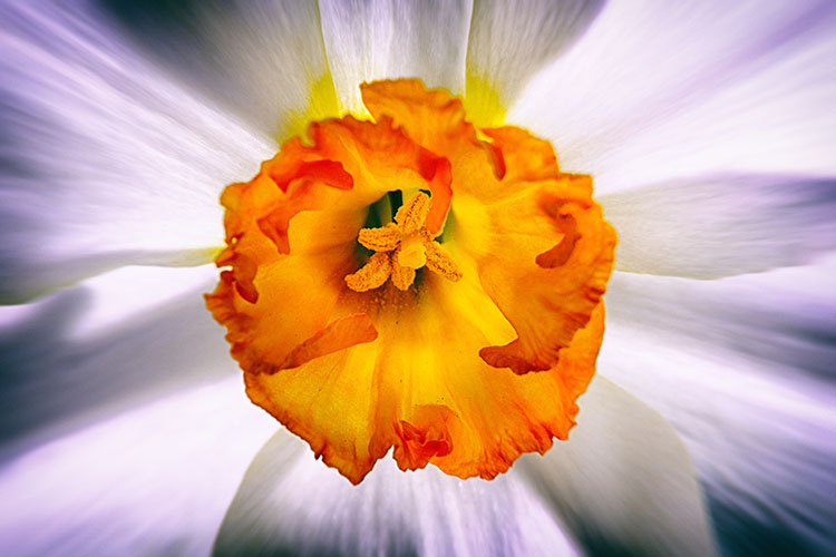 Spring photo 2nd place 1