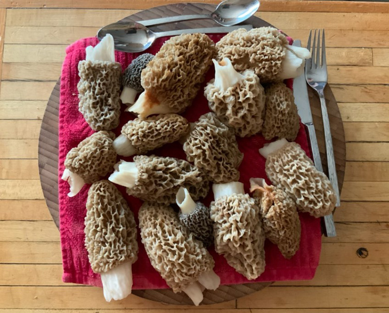Morel mushrooms